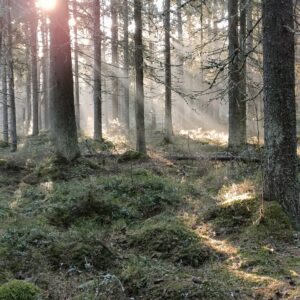 Noitametsän sekoitus - yllätyspaketti